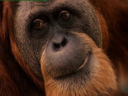 cara de orangutan