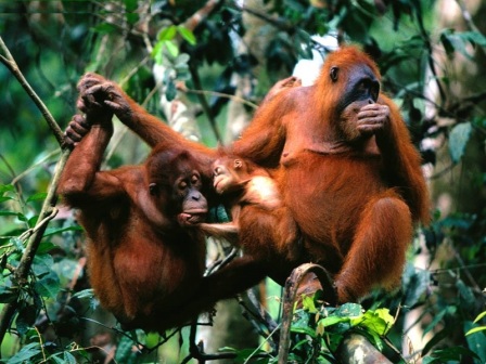 familia de orangutanes de sumatra