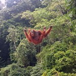orangutan colgando