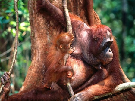 mama orangutan y su cria en borneo