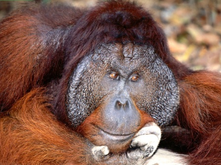 orangutan de borneo macho