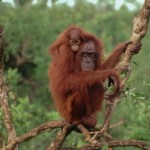 madre orangutan de borneo