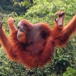 orangutan de sumatra en la selva