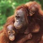 tres orangutanes de sumatra