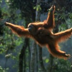 orangutan de sumatra balanceandose