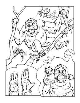 dibujo de orangutanes en la selva