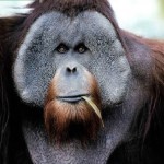 macho orangutan
