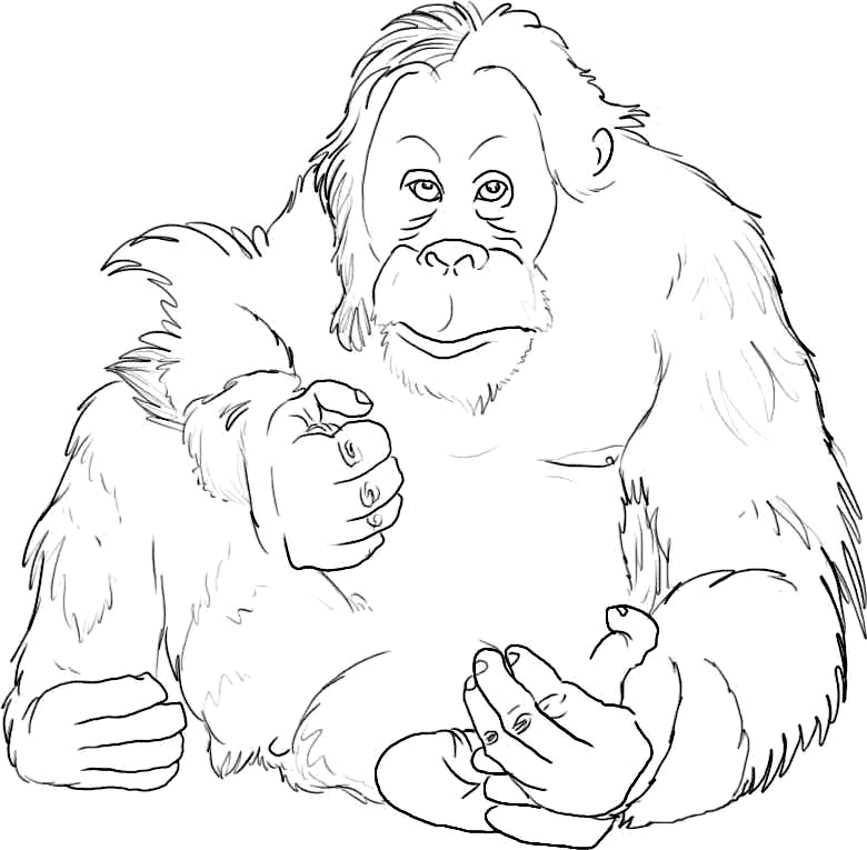 orangutan sentado para colorear