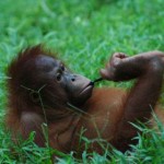 orangutan en el suelo